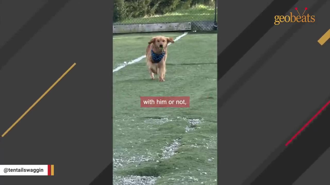 A golden retriever wearing a blue bandana runs across a green field with a tennis ball in its mouth.