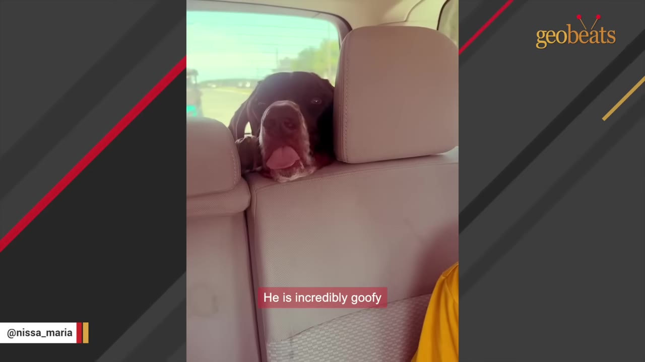 A brown and white dog rests its head on the back of a car seat with its tongue sticking out.