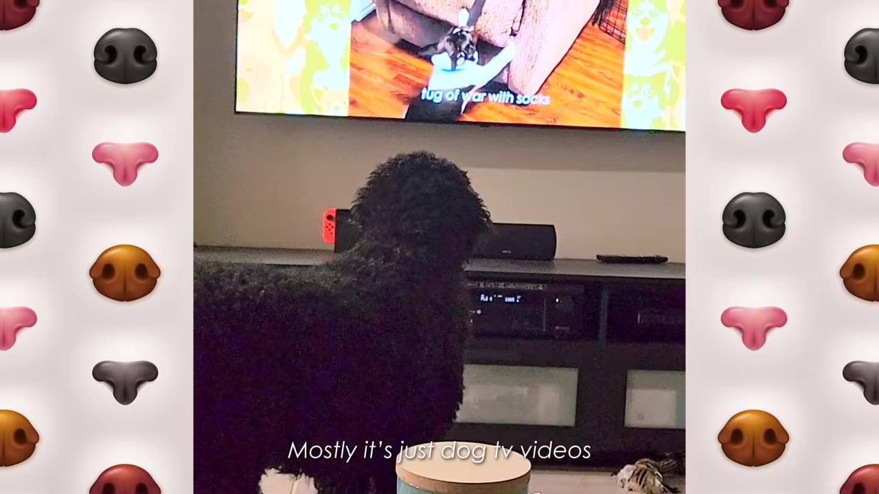 A black curly-haired dog stands in front of a television screen showing a video of a dog playing tug of war, with the caption 'Mostly it's just dog tv videos' at the bottom.