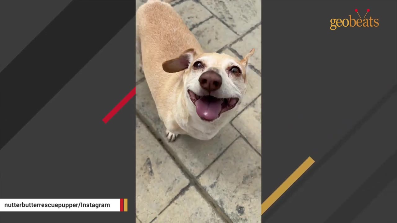 A close-up shot of a smiling light brown dog looking up at the camera, showing its expressive ears and happy face.