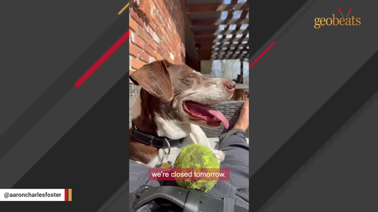 A brown and white dog lies down with its tongue out next to a tennis ball on a person's lap, with a subtitle reading 'we're closed tomorrow.'