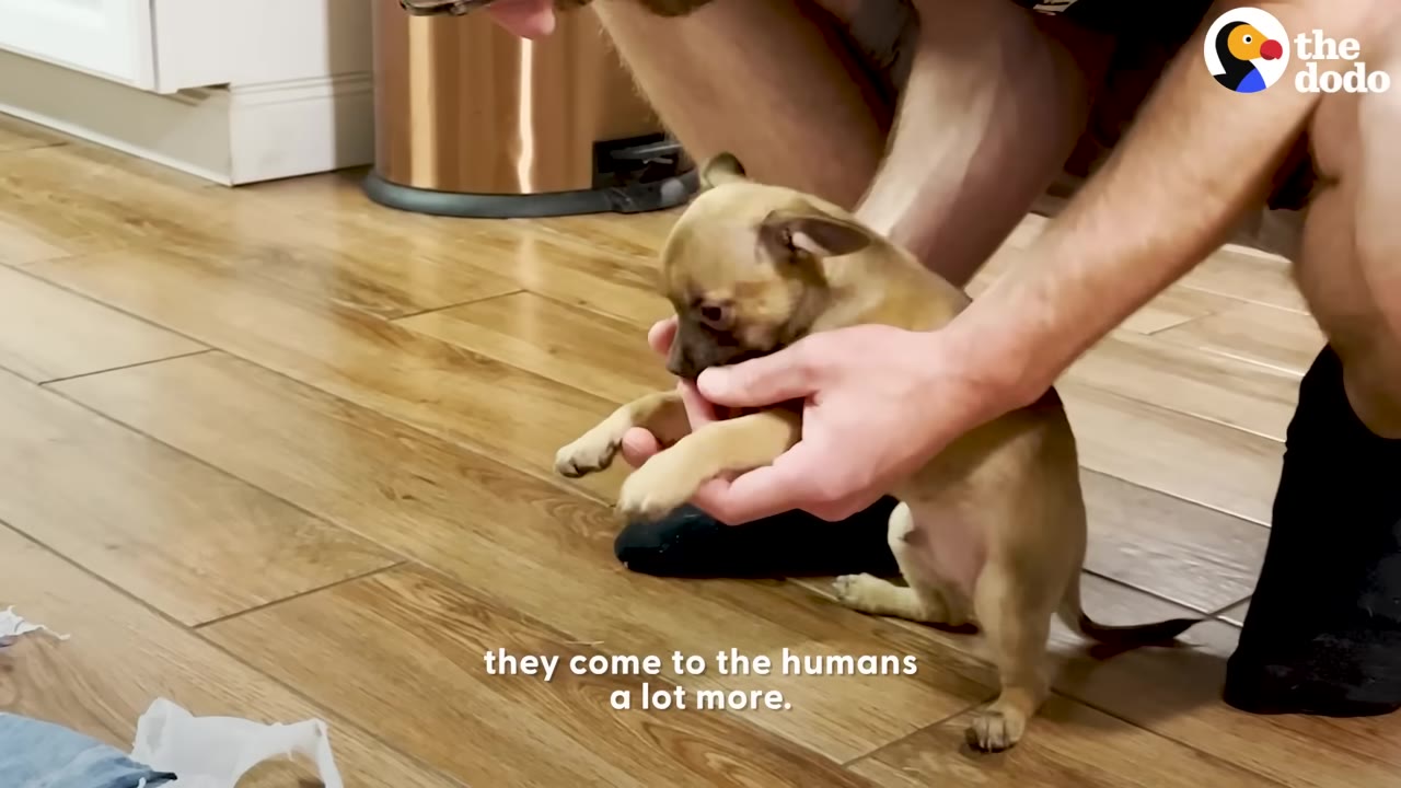 A small tan puppy being gently held in the hands of a person on a wooden floor.