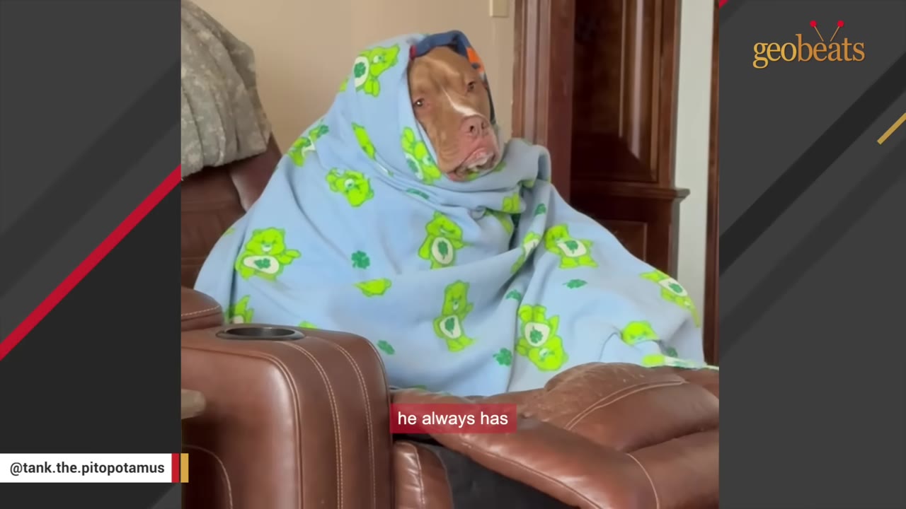 A brown pit bull wrapped snugly in a light blue blanket patterned with green Care Bears, sitting on a brown leather recliner.