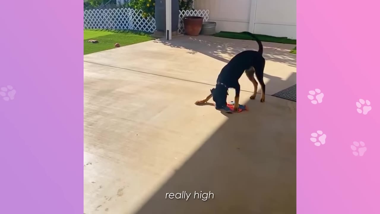 A black and tan dog in a playful bow on an outdoor concrete patio, playing with a colorful toy.
