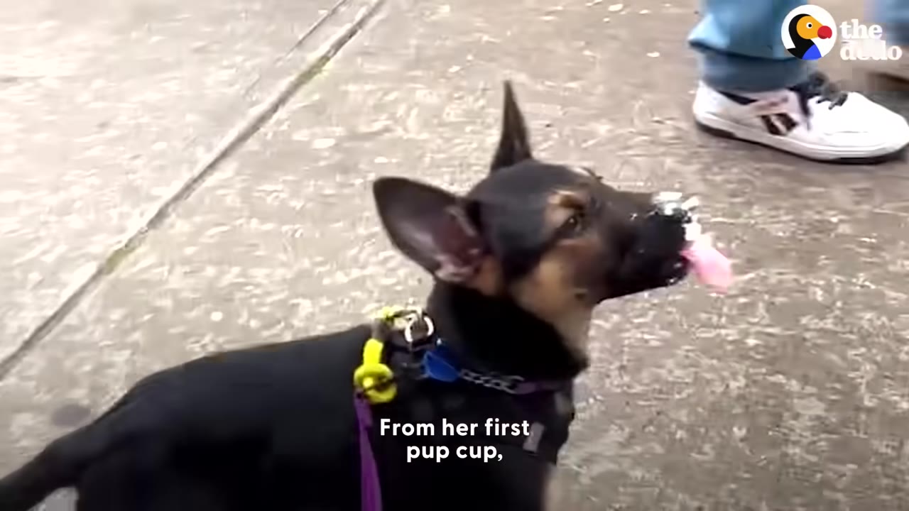 A close-up of a black and tan puppy with whipped cream on her nose, looking up with her tongue out.