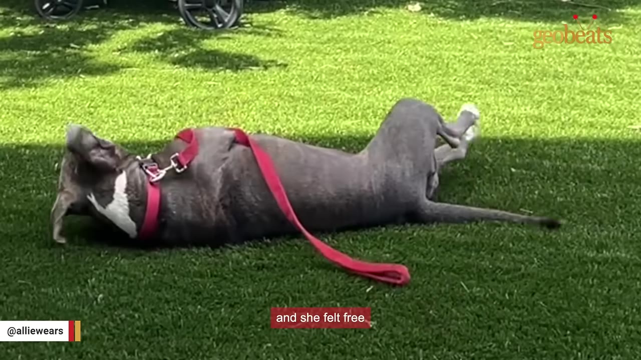 A grey dog wearing a red harness rolls happily on its back on a lush green lawn.
