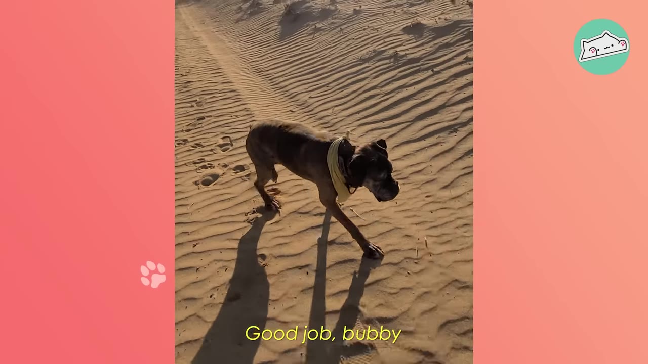 A brindle dog wearing a yellow bandana walks across rippled sand dunes in the sunlight.
