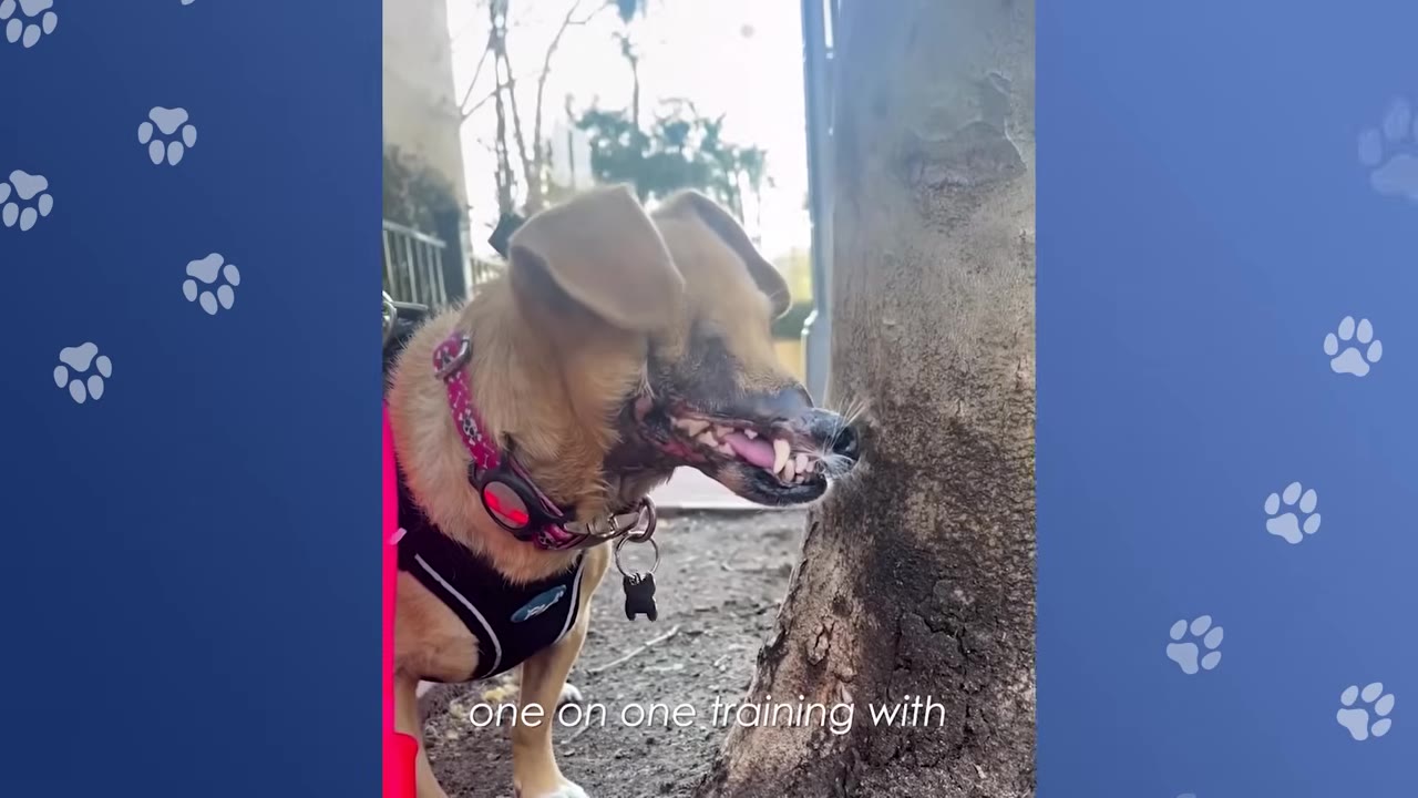 A tan dog with a scarred snout and missing upper jaw stands outside near a tree trunk, wearing a pink collar and black harness.