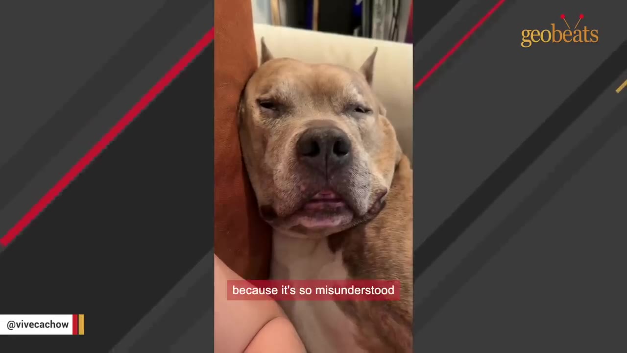 A close-up of a light brown pit bull resting its head on a brown cushion with a sleepy, gentle expression.