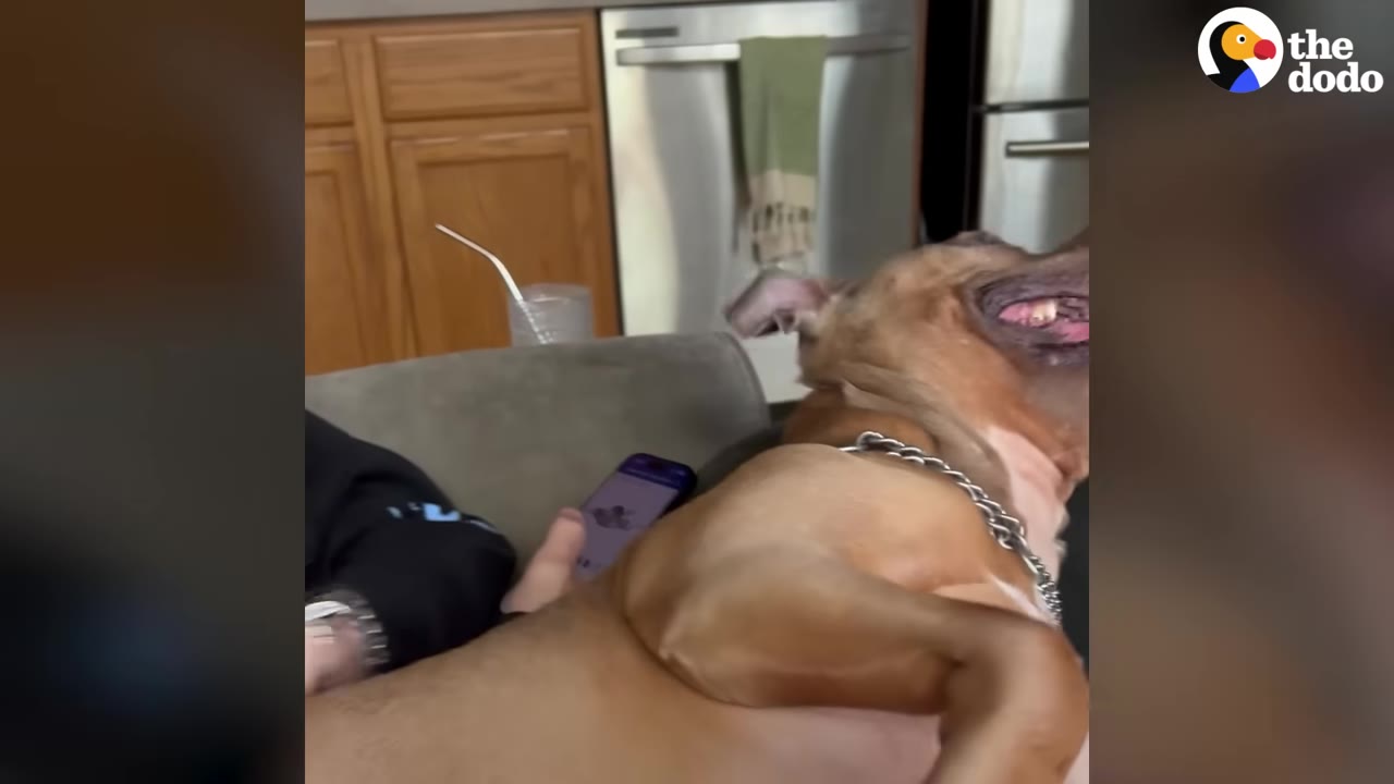 A brown dog lying happily on its back on a couch next to a person, showing its teeth in a relaxed smile.