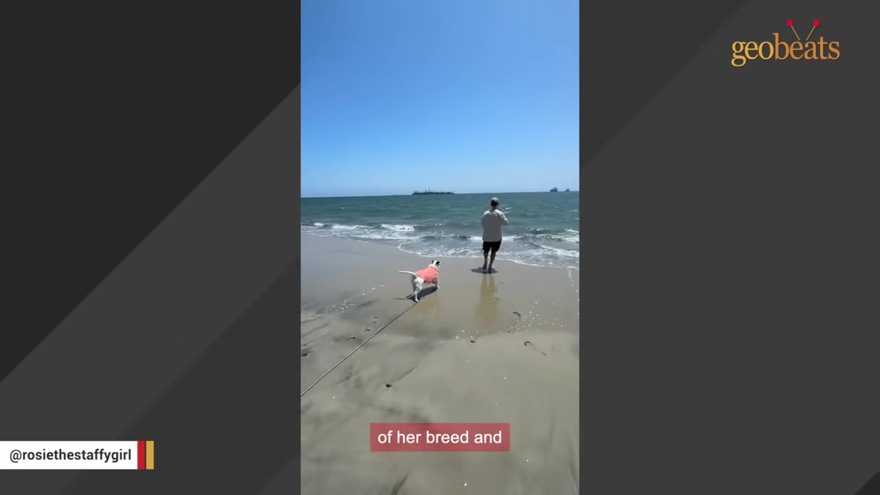 A white dog wearing a pink shirt walks on a sandy beach on a leash next to a person near the ocean waves.