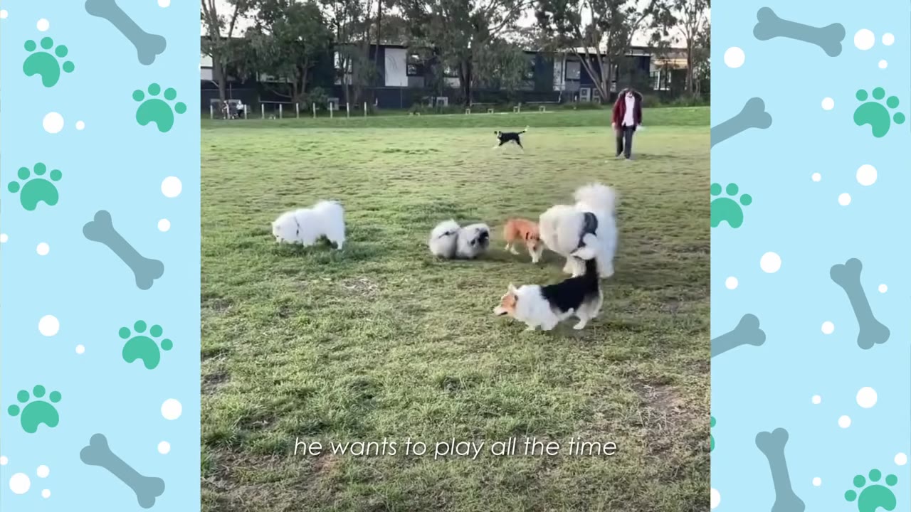 A small, fluffy grey dog stands in a grassy park surrounded by several other dogs of different breeds and sizes.