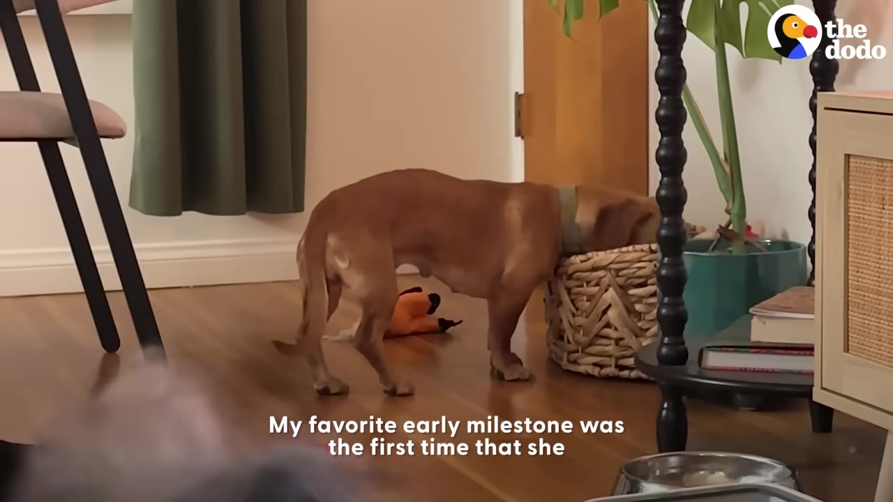 A brown dog sticks its head inside a woven basket on a hardwood floor.