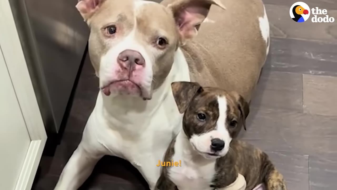 A tan and white pit bull sits next to a small brindle and white puppy on a dark floor.