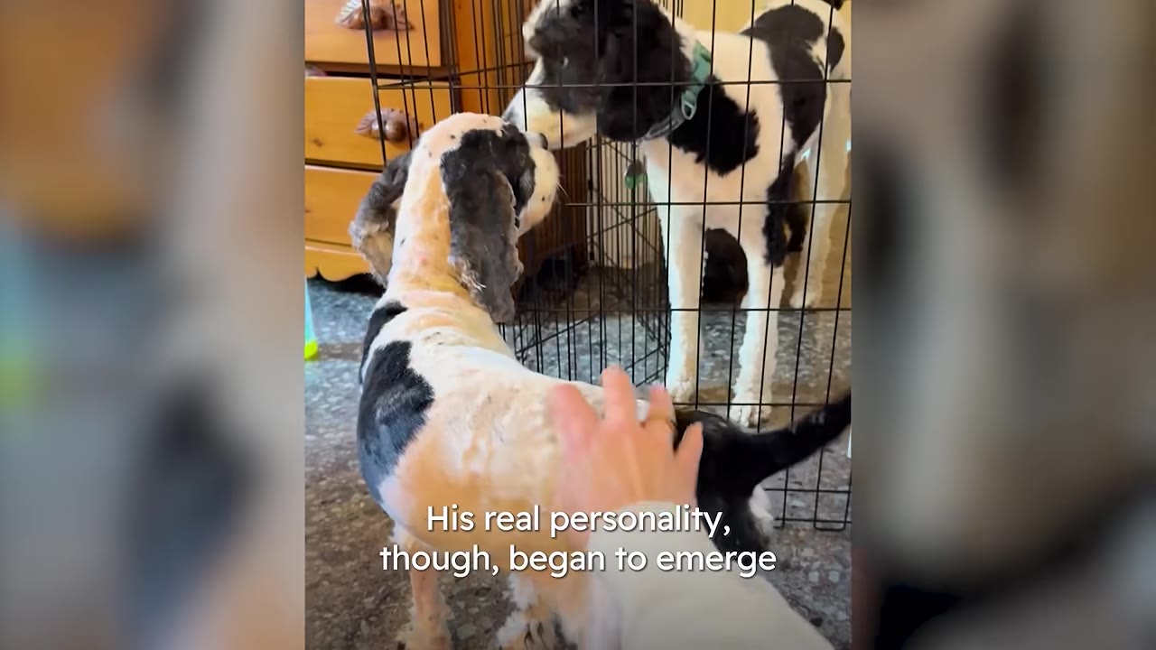 A person's hand gently pets a shaved black and white dog as it interacts with another black and white dog through the bars of a wire crate.