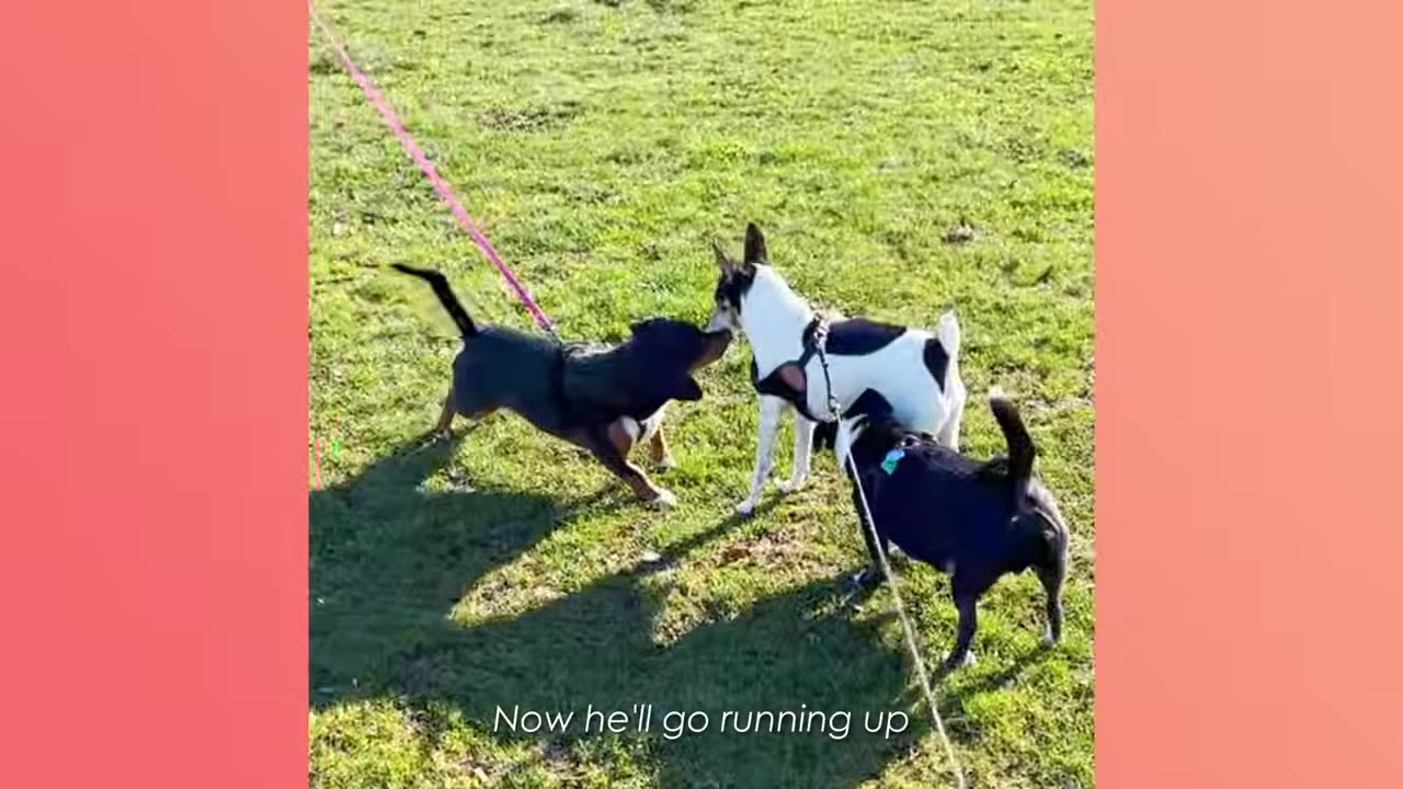 Three dogs, including a black and white dog, interacting and playing together on a grassy field.