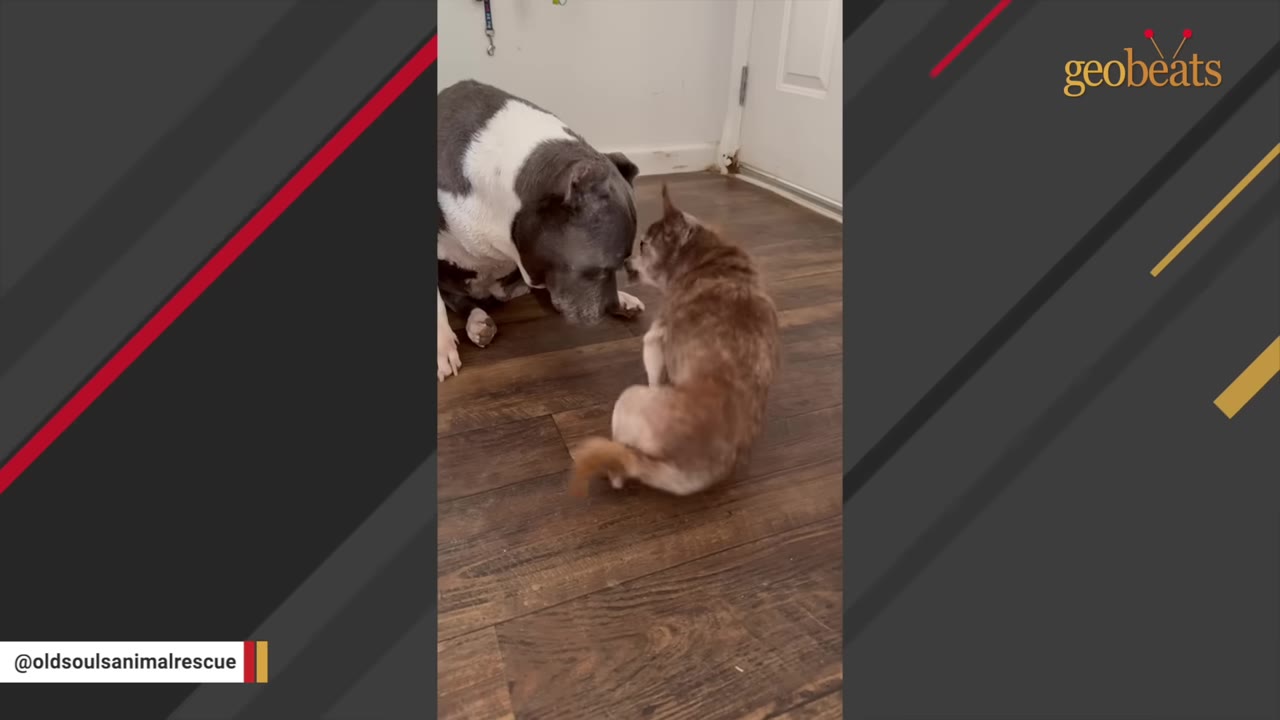 A grey and white dog and a small brown dog sit on a wooden floor, gently touching noses.