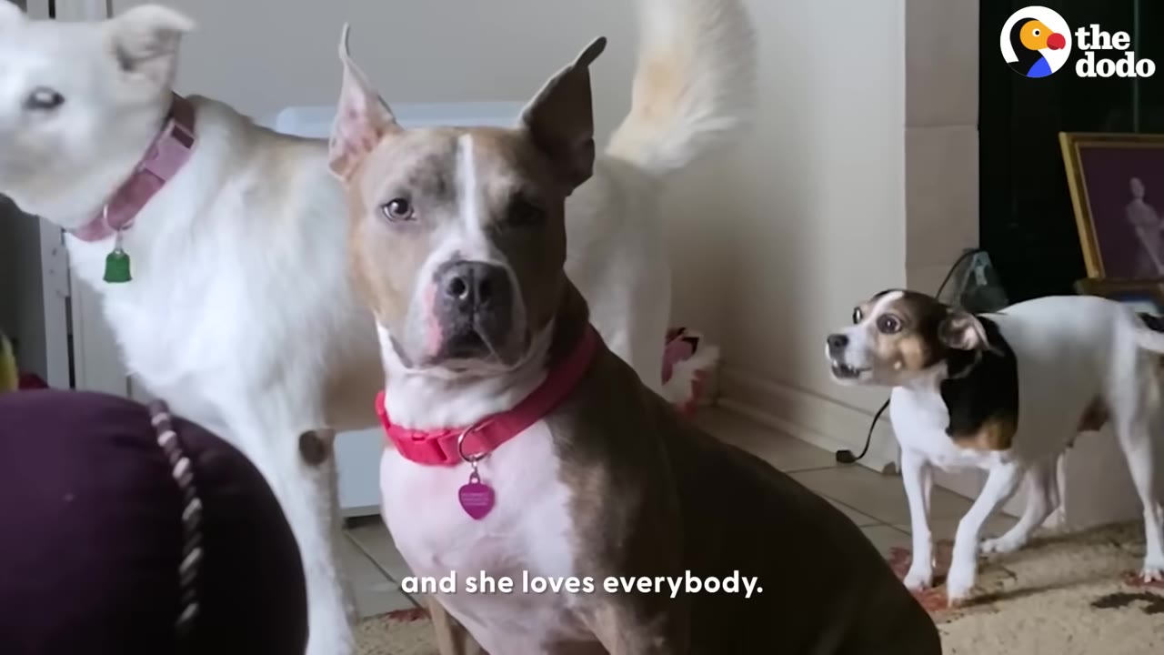 A brown and white pit bull mix with pointy ears and a pink collar sits calmly, looking directly at the camera, with a white dog on her left and a small white and brown dog on her right.