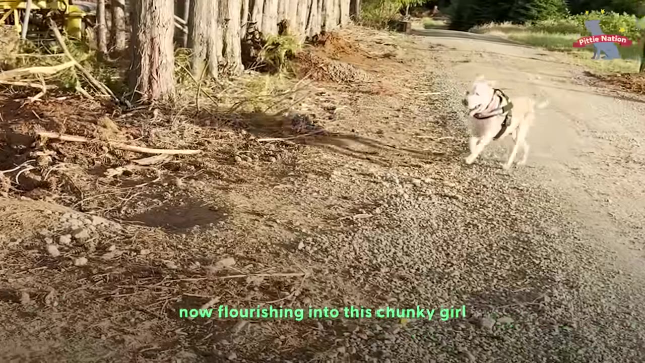 A light-colored dog wearing a harness runs happily along a gravel path next to a line of trees.