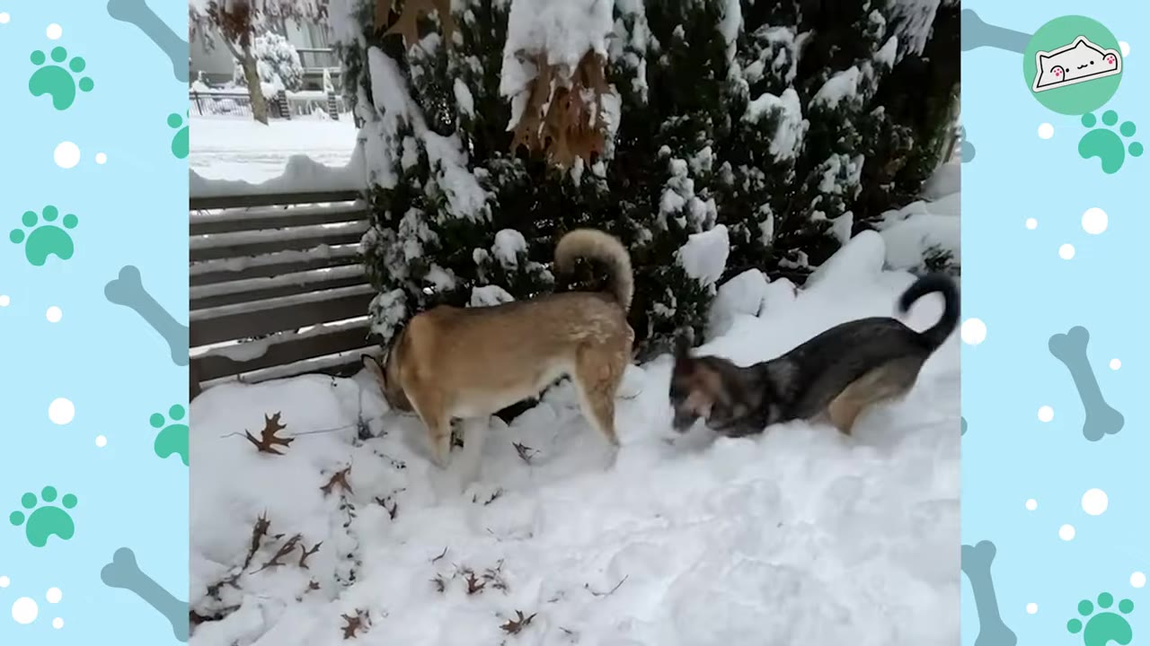 A tan dog and a darker German Shepherd-mix dog play together in deep snow next to a snow-covered evergreen bush.
