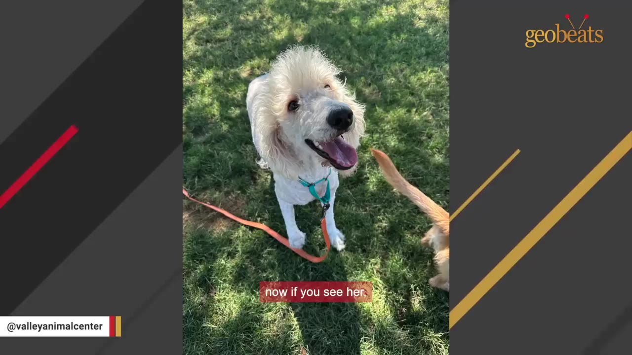 A freshly groomed, fluffy white dog with a teal collar and orange leash stands on green grass, looking up happily with its mouth open.