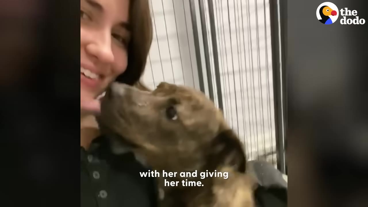 A brindle dog licking the chin of a smiling woman.