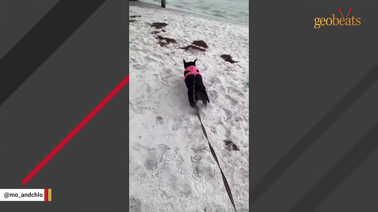 A black dog wearing a pink harness runs forward on a sandy beach.