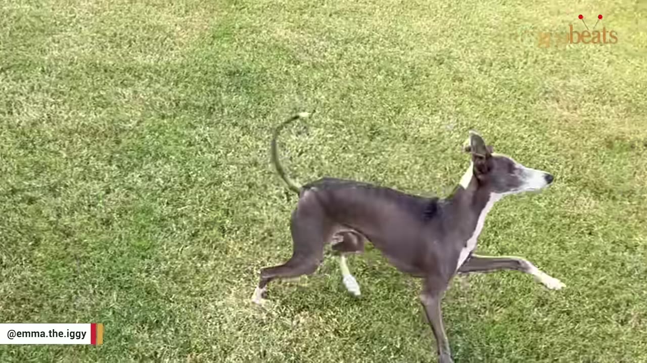 A grey Italian Greyhound running on a green lawn with its tail curled high.