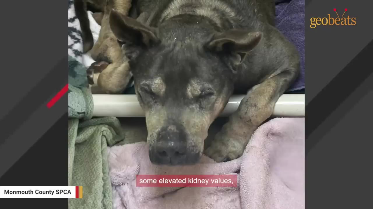 An elderly, grey-furred dog resting its head on a pink blanket indoors.