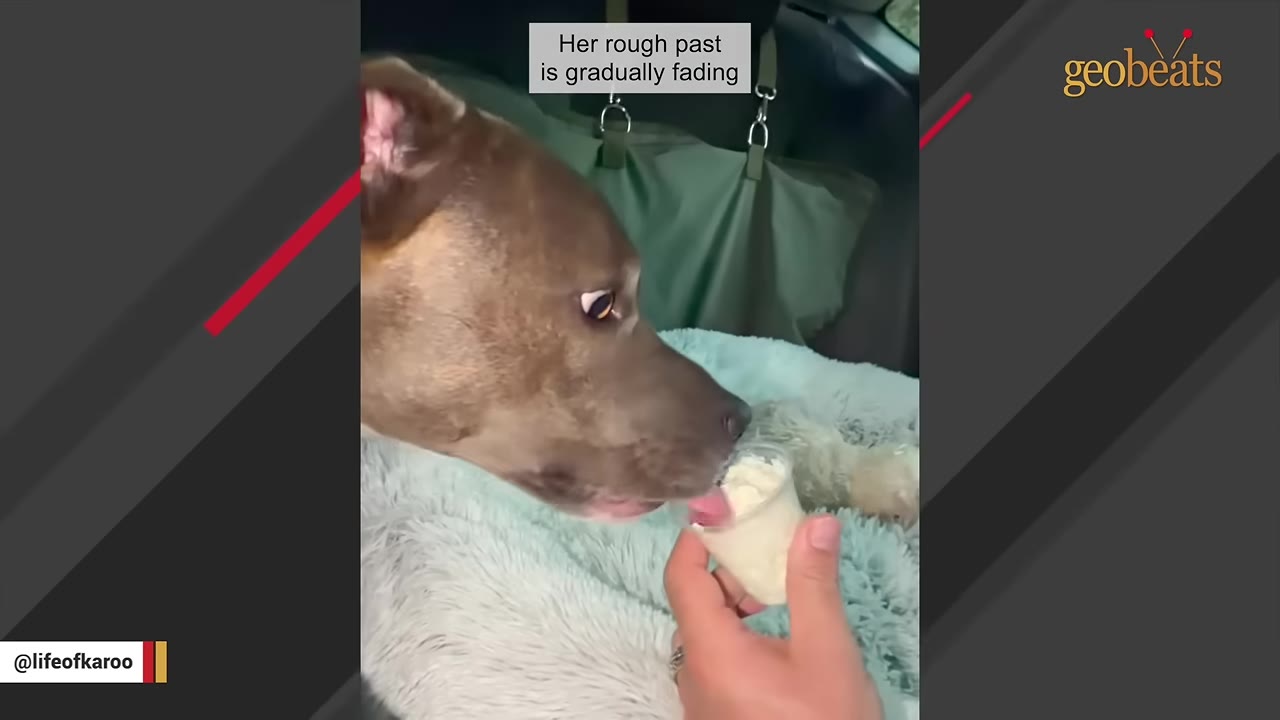 A brown dog licking a treat from a small cup held by a person's hand inside a car.