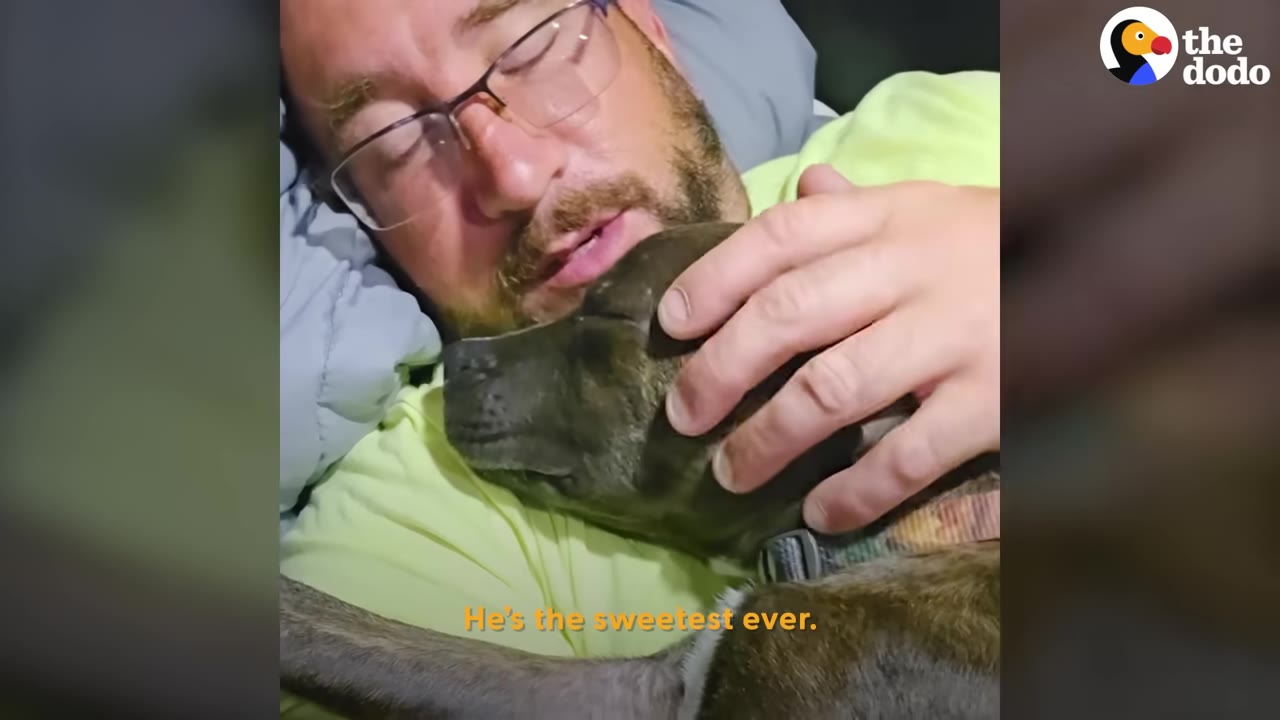 A man with glasses lies down with a brindle dog resting its head on his chest as he gently pets its head.