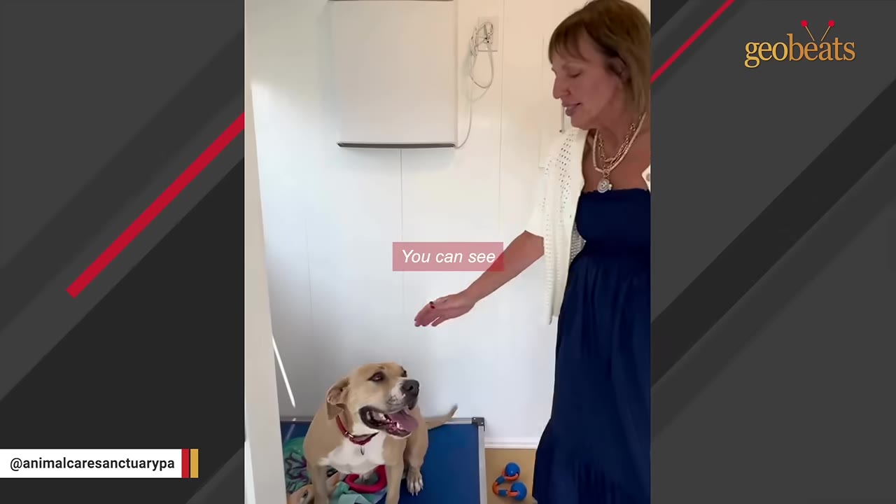 A happy light brown dog sitting on a blue mat inside a clean room, looking up at a woman in a blue dress and white cardigan who is gesturing toward the dog.