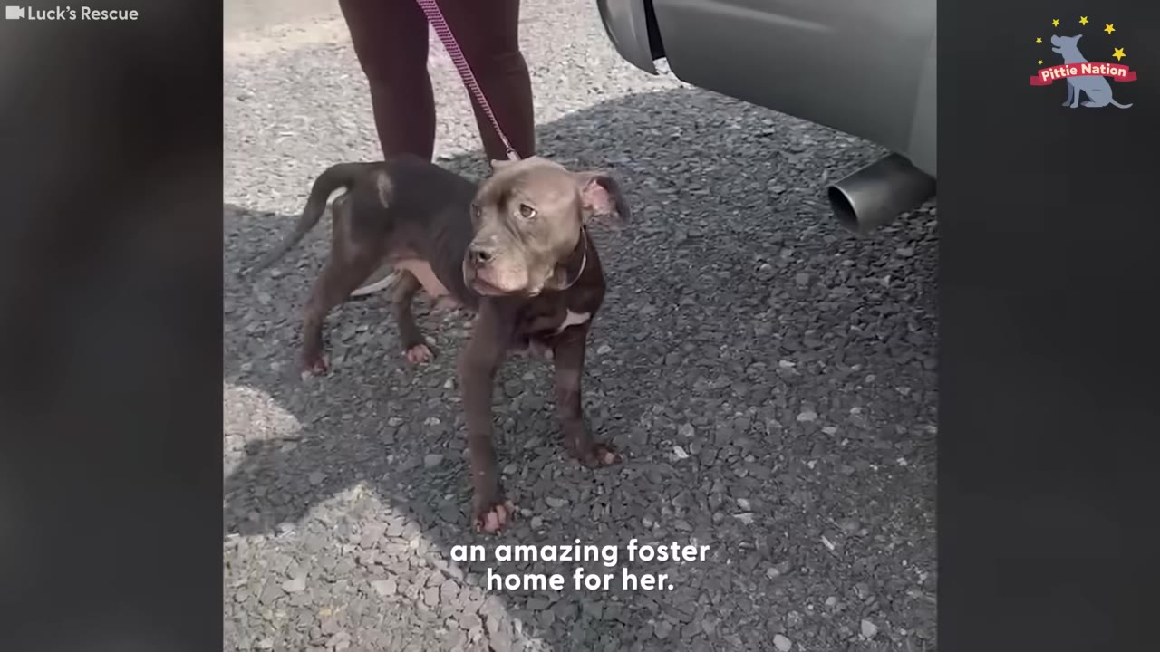 A brown pit bull on a pink leash stands on a gravel driveway next to a car, looking alert.