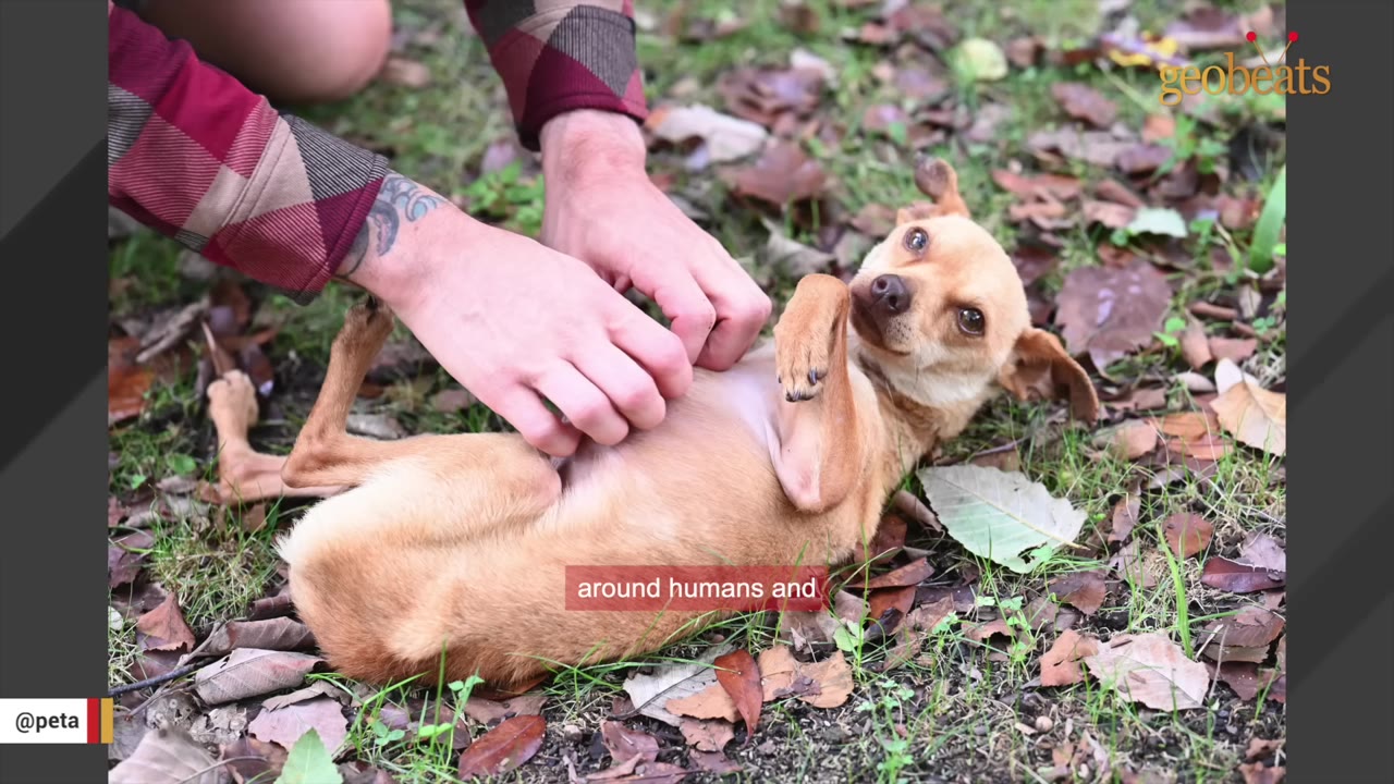 A small brown dog lies on its back on a grassy ground covered with dry leaves, looking up while a person's hands gently rub its belly.