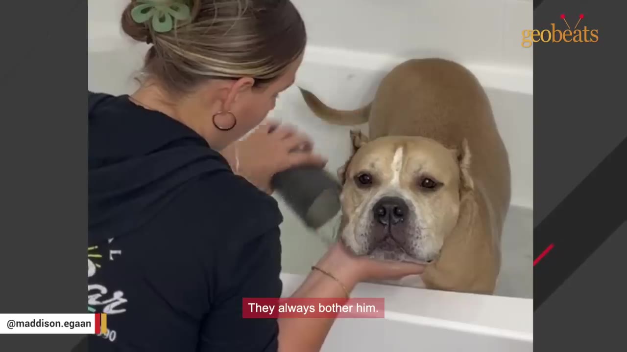 A tan and white dog with cropped ears stands in a bathtub while a woman gently holds his chin and washes him.