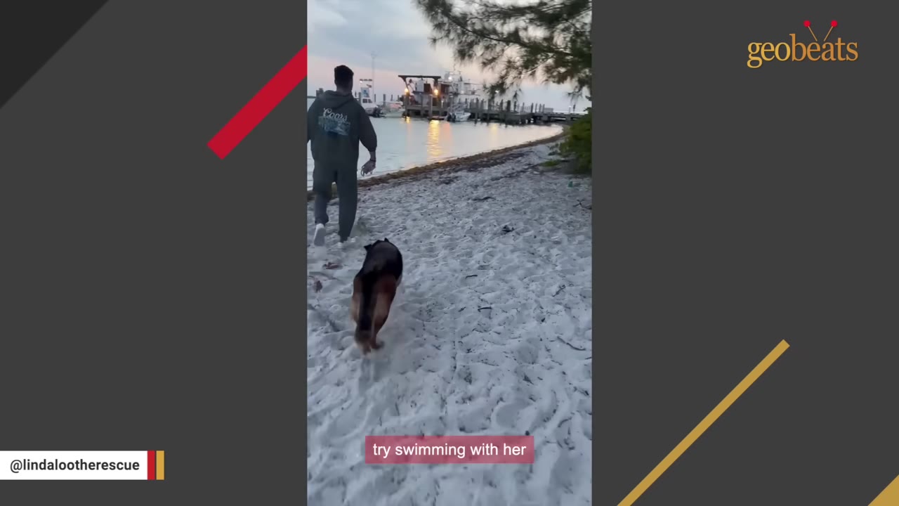 A man and a German Shepherd dog walk along a sandy beach towards the water.