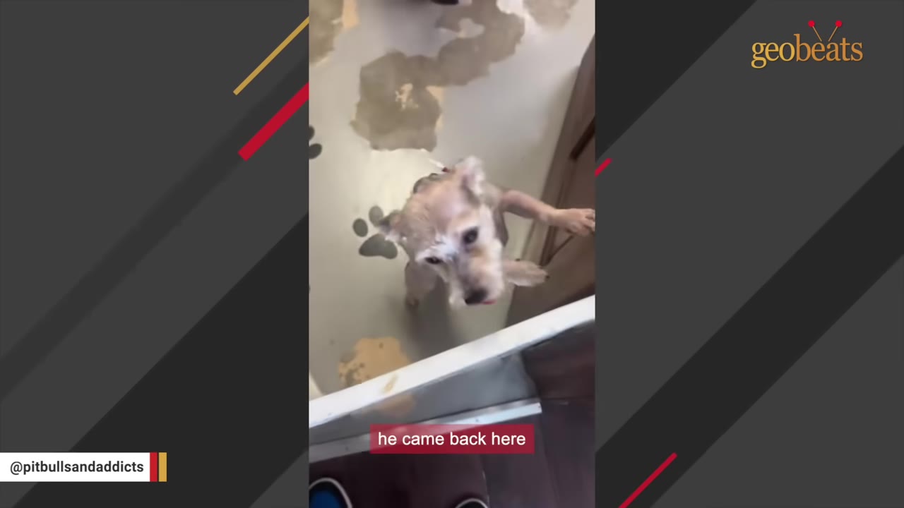 A small, light-colored dog stands on its hind legs, looking up towards the camera in a room with paw print designs on the floor.