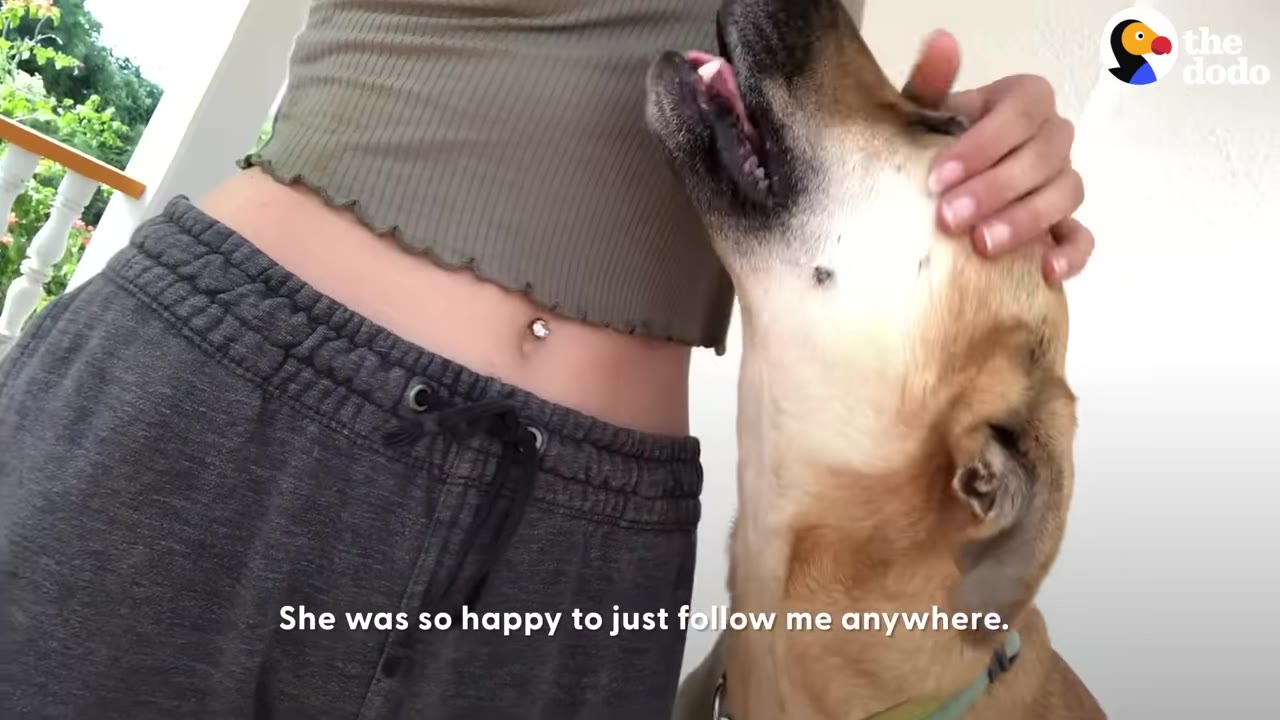 A close-up shot of a light brown dog looking up happily while being gently petted on the head by a person.