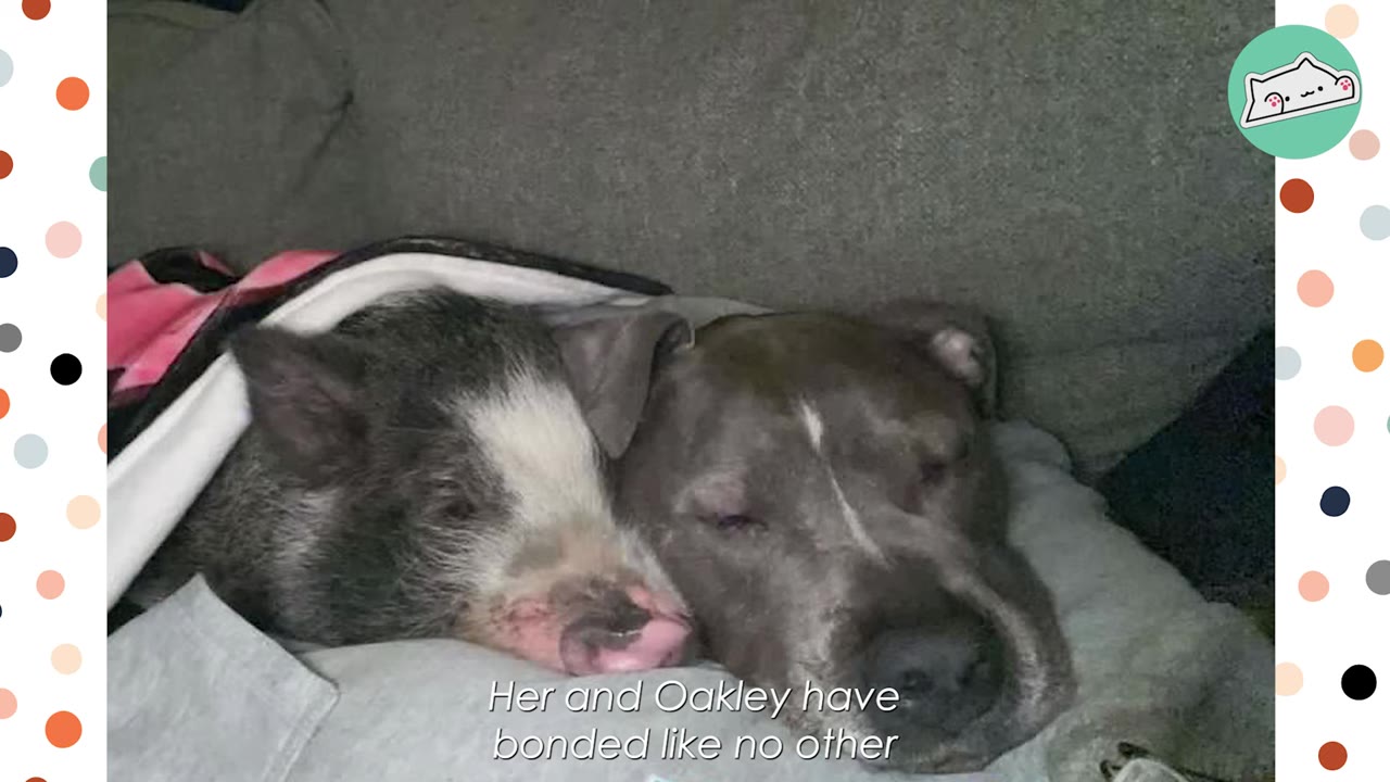 A black and white piglet with a pink snout snuggles closely next to a sleeping grey pit bull under a blanket.