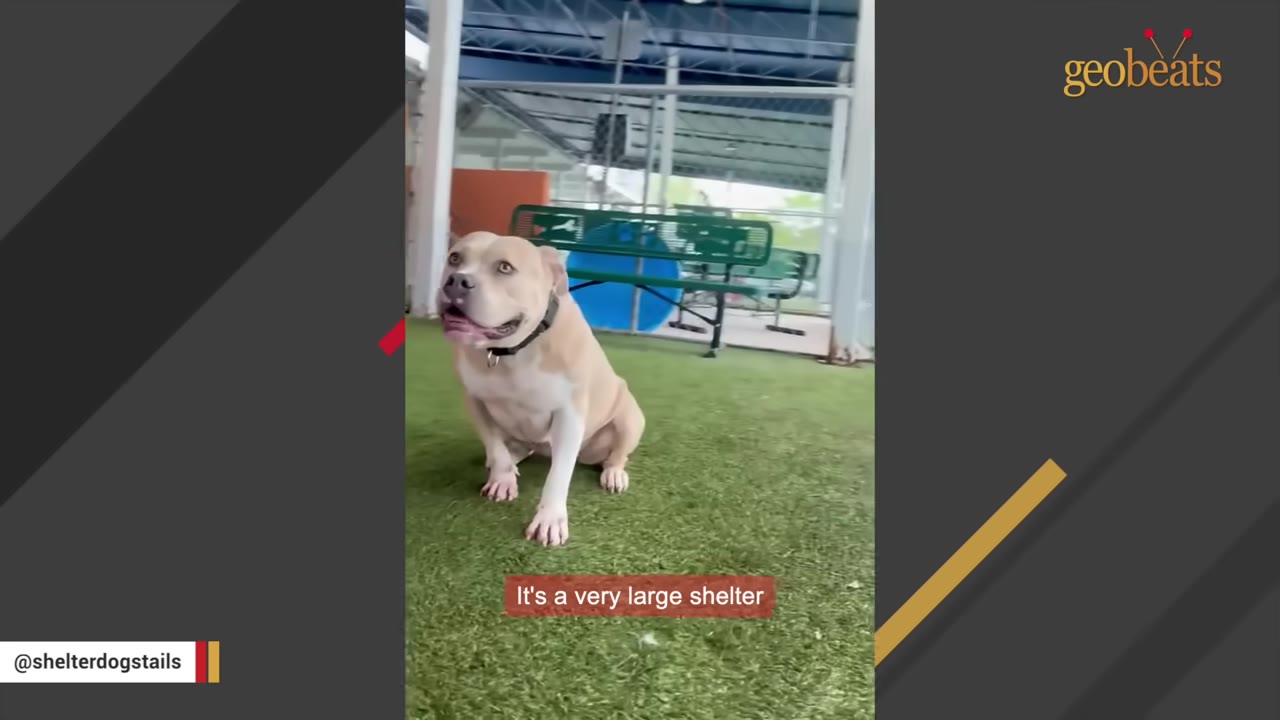A tan and white pit bull-type dog sits on artificial grass in an outdoor shelter enclosure, looking up with a hopeful expression.