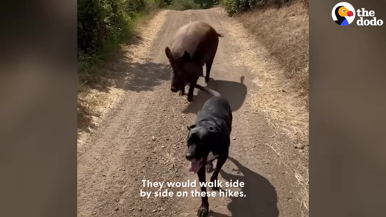 A black dog and a brown pig walking along a dirt path outdoors.