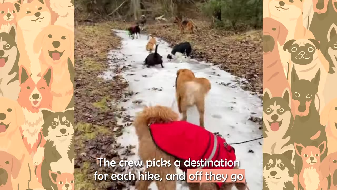 A group of dogs of various breeds walking along a snowy trail in a wooded area.