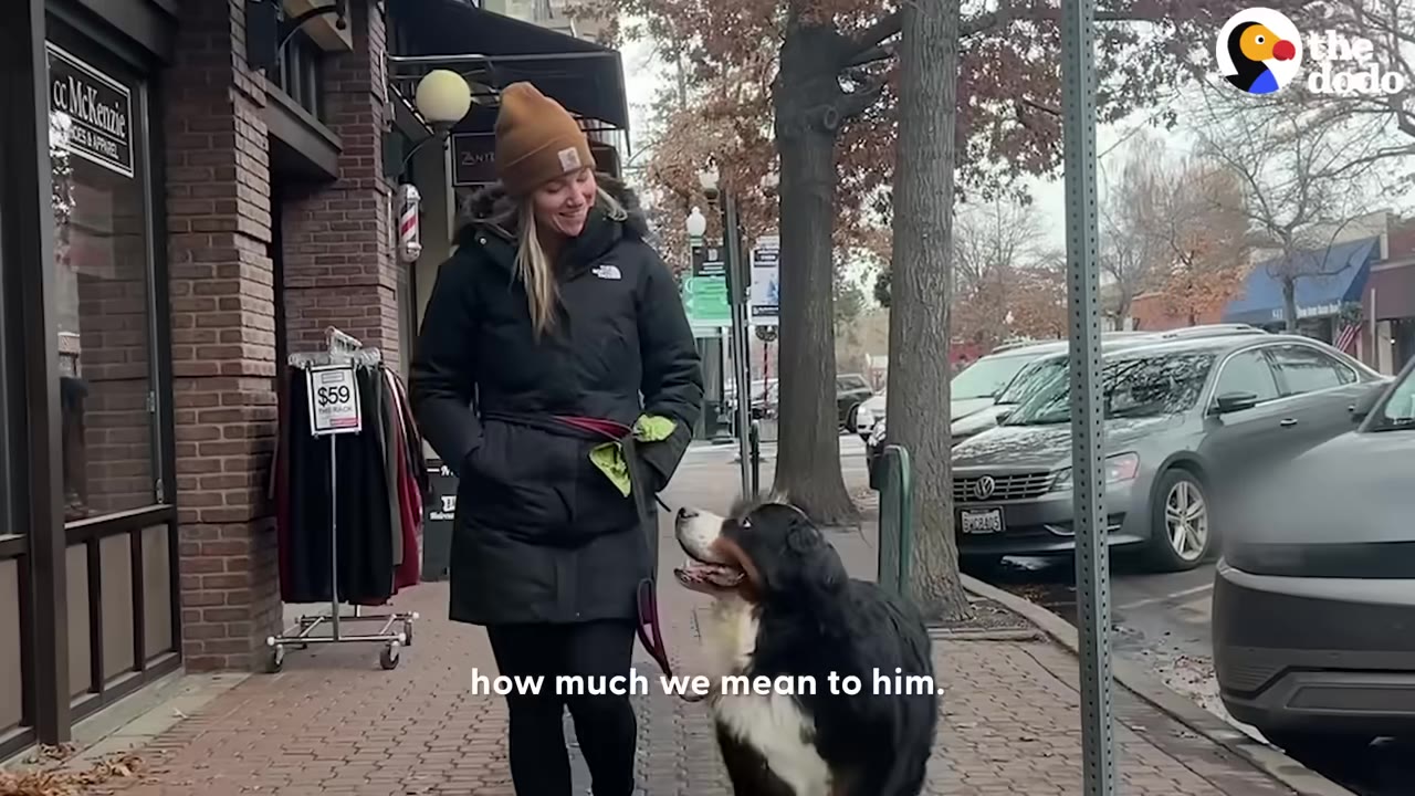 A woman in a black winter coat and brown beanie walks down a brick sidewalk next to a Bernese Mountain Dog who is looking up at her.