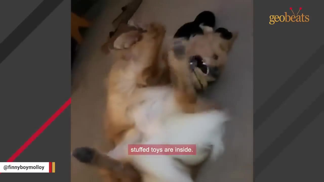 A fluffy golden dog rolling on its back on an indoor floor while playing with a stuffed toy.