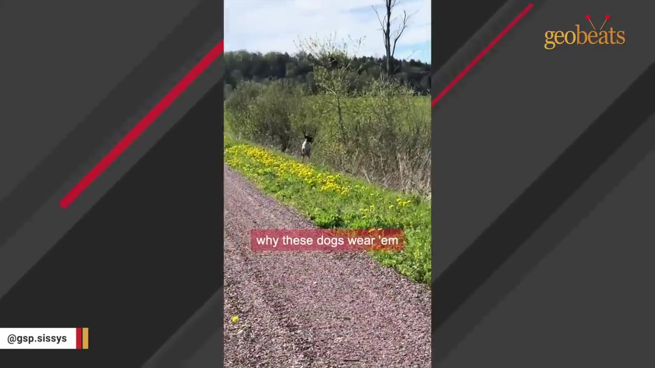 A German Shorthaired Pointer running off the gravel path into the green bushes and yellow wildflowers.
