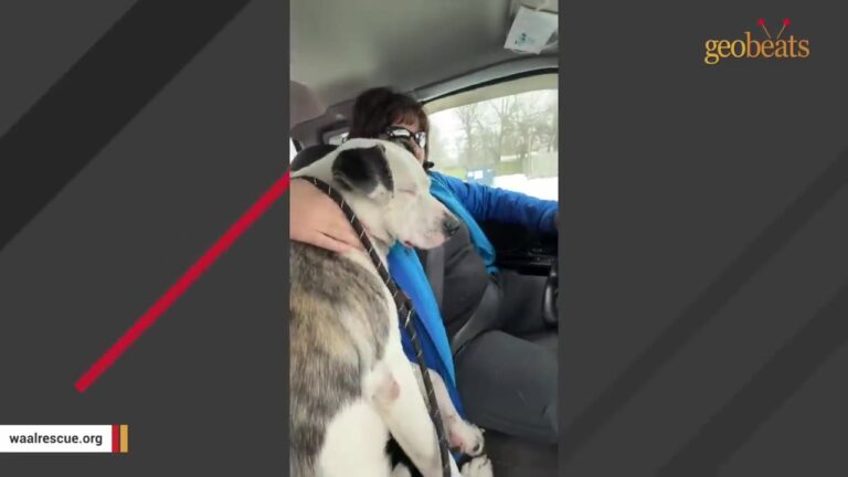 Lost Kansas Dog Was Too Terrified To Let Anyone Near Until One Unexpected Offering Changed His Mind