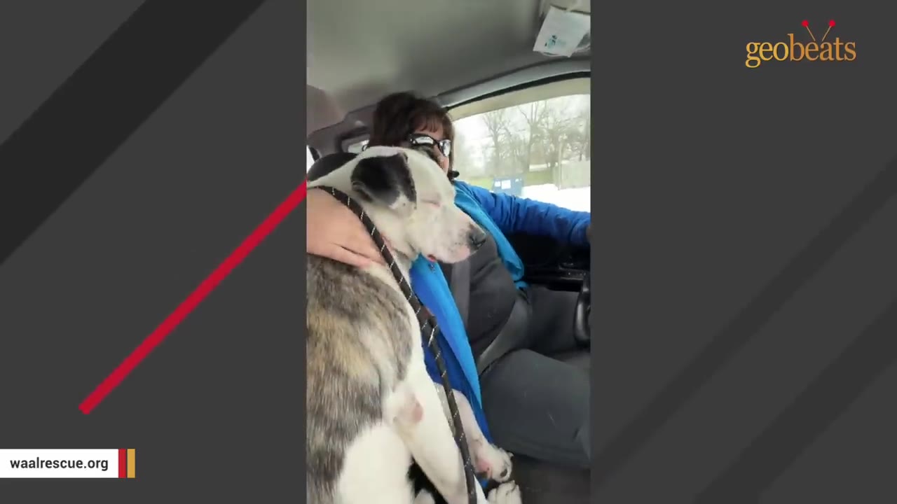 A white and brindle dog sitting in the front seat of a car, leaning back against the driver with its eyes closed in a relaxed, peaceful manner.