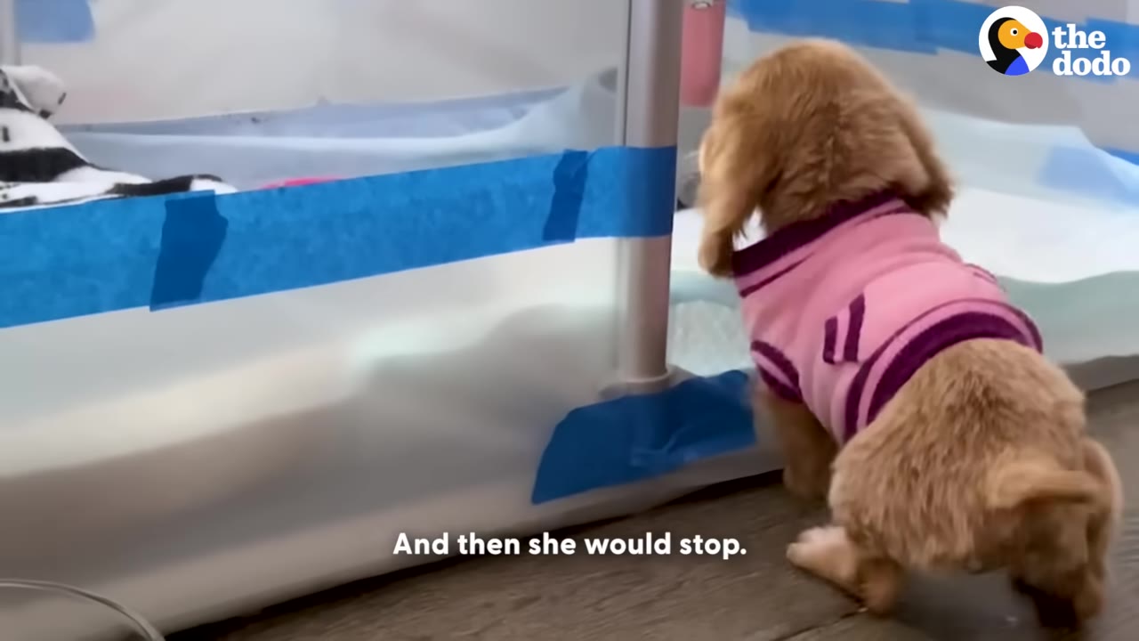 A small brown puppy wearing a pink and purple sweater stands inside a custom plastic enclosure lined with blue tape, looking out.