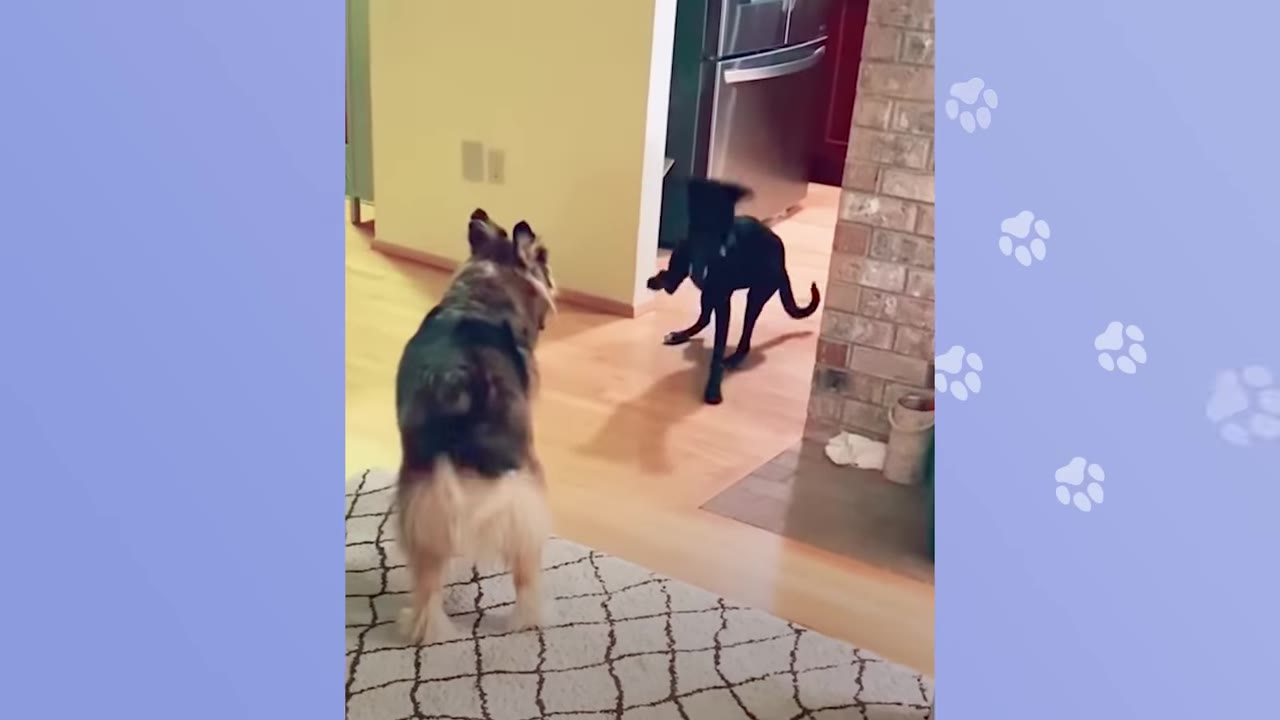 A black dog runs playfully on a wooden floor inside a house while a fluffy brown and white dog watches from a rug.