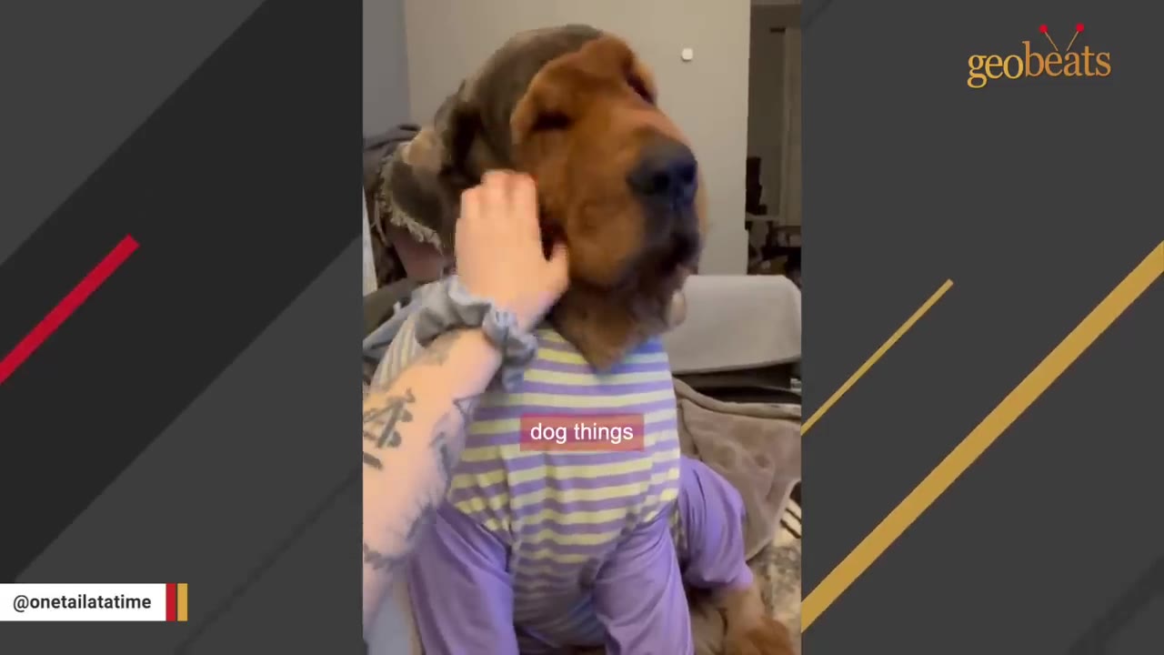 A bloodhound wearing purple and yellow striped pajamas is gently petted on the cheek by a person with a tattooed arm.